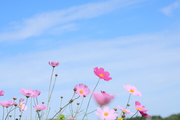 Obraz na płótnie Canvas 美しいコスモスの花畑