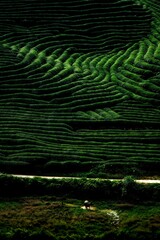 Tea Terraces