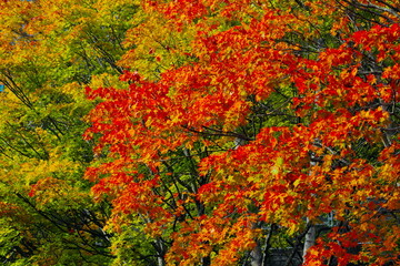 美しい公園の紅葉