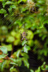 spider on web