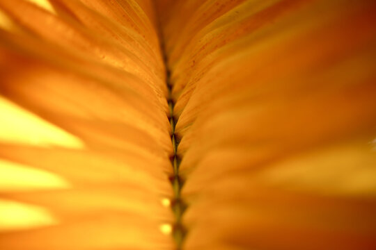 Macro Shot Of A Yellow Palm Tree Leaf Texture