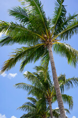 Palm Trees in Florida