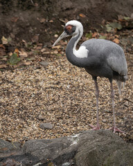 grey crowned crane