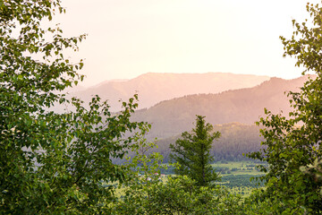 young spruce among birches against the background of a mountain landscape at sunrise or sunset during the golden hour, during the golden hour, selective focus