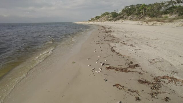 Aerial along a shoreline of dead fish from a red tide event 