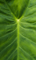 Realistic big green leaf texture