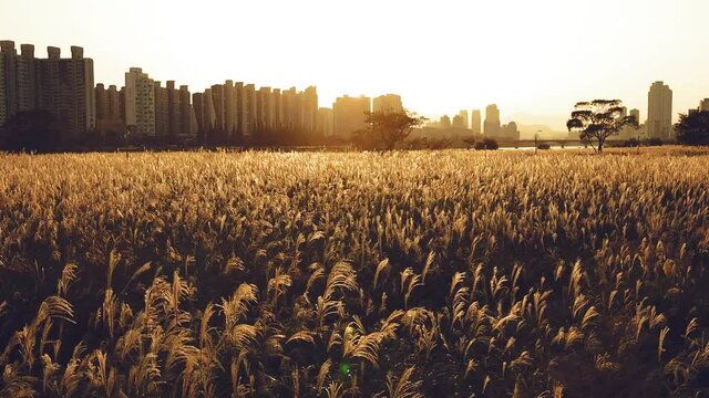 a field of silver grass in Ulsan, South korea at Sunset