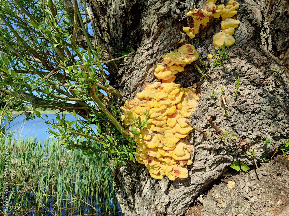 Canvas Prints Laetiporus sulphureus or Chicken of the woods mushrooms grown on a tree near the Lake Greifensee