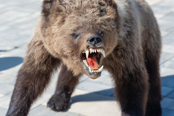 The bear opened its mouth, bared its fangs.