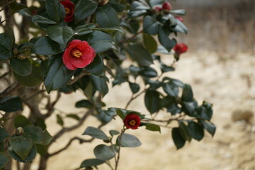 봉은사 사찰에는 동백꽃이 아름답게 피었습니다.