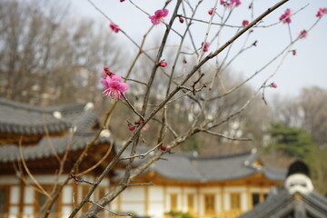 봉은사 사찰에는 봄소식을 알리는 홍매화가 아름답게 피었습니다.