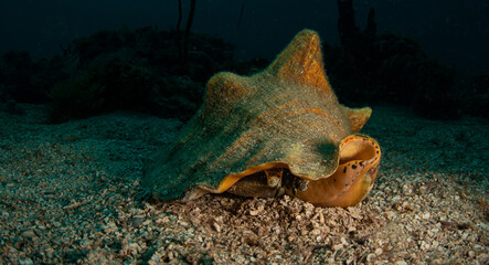Marine life on the reef off the Dutch Caribbean island of Sint Maarten