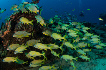 Fototapeta na wymiar Schooling fish on the Tiegland divesite off the Dutch Caribbean island of Sint Maarten
