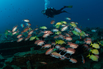 Fototapeta na wymiar Schooling fish on the Tiegland divesite off the Dutch Caribbean island of Sint Maarten