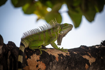 Lizard on the island of Sint Maarten in the Dutch Caribbean