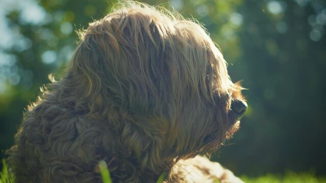 4K shot of a briard, a big dog laying down in the garden, looking in the distance.