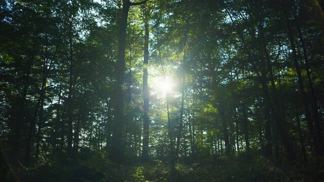 4K cinematic scenic shot of a forest in dim light against the sun.
