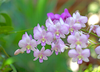 Fototapeta na wymiar Orchid background blur bokeh fair beautiful