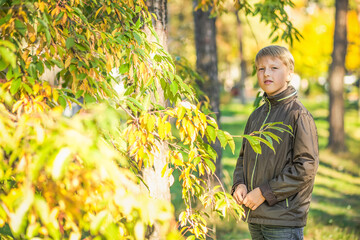 child collects herbarium of yellow autumn leaves by plucking them from branches of bush.