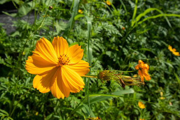 yellow starburst flowers Bright in a garden in Thailand
