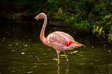 pink flamingo in the zoo