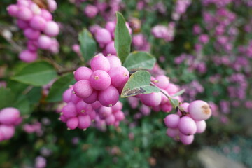 Coralberry is a dense, suckering shrub with lovely red berries that last through most of the winter.