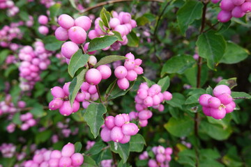 Coralberry shrub (Symphoricarpos orbiculatus) is a member of the Caprifoliaceae family.