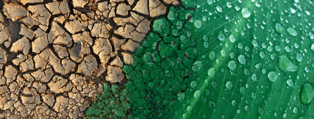 crack soil texture and freshness green leave in climate change environmental concept background - obrazy, fototapety, plakaty