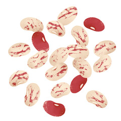 インゲン豆（紫花豆）の手描きイラスト