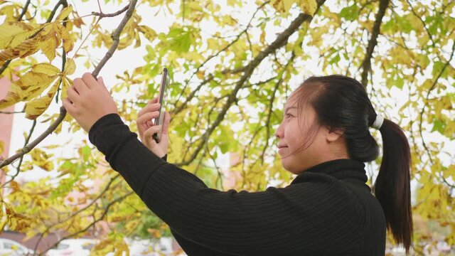 Asian woman standing and touching the tree and take a picture of tree on smartphone, using smartphone taking a photo, yellow leaf on the ground, Beautiful day in Autumn season, sweden
