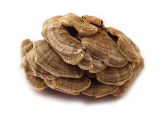 white background dry dried Coriolus versicolor 