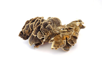 white background dry dried Coriolus versicolor 