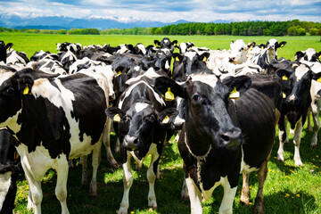 北海道十勝、牧場の牛の群れ。