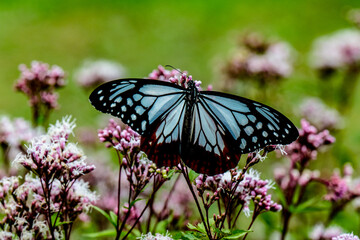 Naklejka premium アサギマダラ