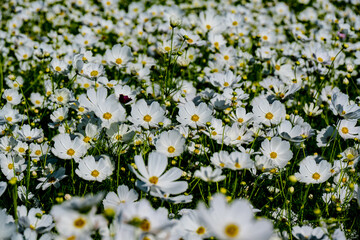 三光のコスモス