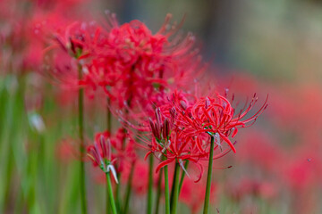 가을의 꽃 석산