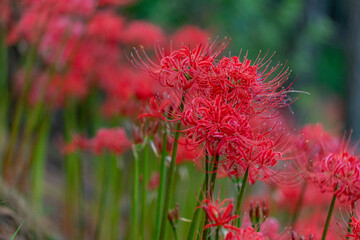 가을의 꽃 석산