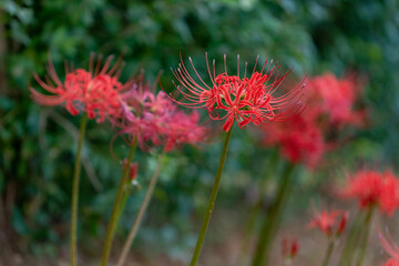 가을의 꽃 석산