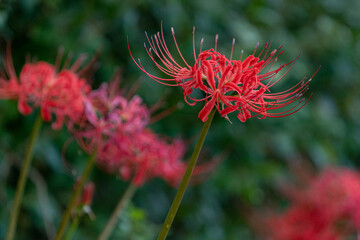가을의 꽃 석산