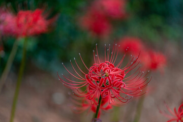 가을의 꽃 석산