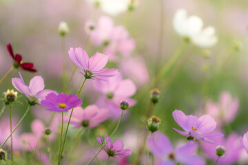 가을의 꽃 코스모스