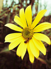 Abeja en una flor