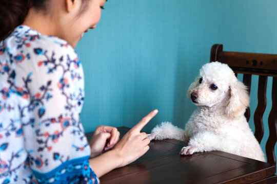 犬のしつけをする女性