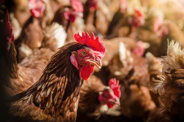Gallina en gallinero de una granja.  © Arleth