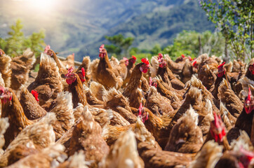 Conjunto de gallinas de pastoreo todas similares en una granja. © Arleth