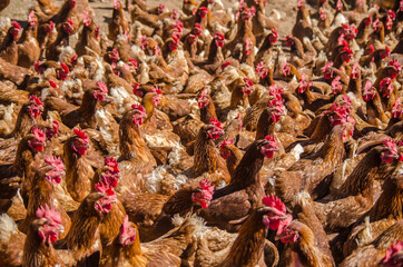Grupo de gallinas del mismo color en una granja. 