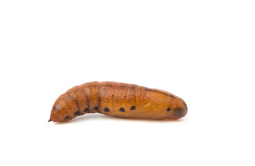 Close-up pupa isolated on white background