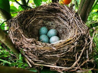 blackbird nest eggs - obrazy, fototapety, plakaty