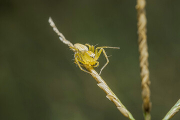 spider on a leaf
