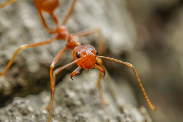 Fototapeta premium Ant on a wood